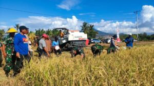 Didampingi Bupati Nagekeo, Danrem 161/WS Panen Padi dan Tanam Jagung Milik Poktan