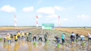 Dukung Ketahanan Pangan, Kodim 0303/Bengkalis Tanam Padi Seluas 181 Hektar di Mentayan