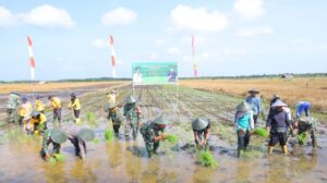 Dukung Ketahanan Pangan, Kodim 0303/Bengkalis Tanam Padi Seluas 181 Hektar di Mentayan