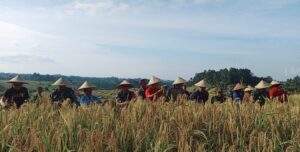 Sukseskan Program Hanpang, Kodim 1619/Tabanan Panen Raya Padi di Jatiluwih