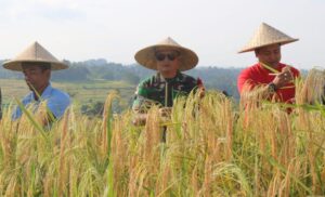 Sukseskan Program Hanpang, Kodim 1619/Tabanan Panen Raya Padi di Jatiluwih