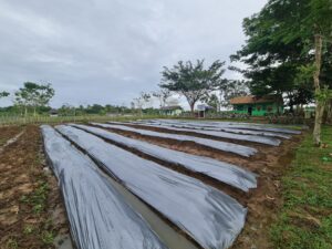 Tingkatkan Kesejahteraan Masyarakat, Satgas Yonif 125/Smb Rubah Semak Belukar Jadi Lahan Pertanian