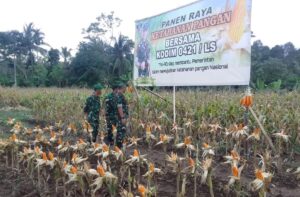 Dukung Ketahanan Pangan, Dandim 0421/LS Pimpin Panen Raya Jagung