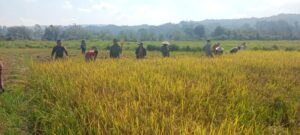 Kolaborasi Babinsa Jajaran Kodim 1307/Poso dan Petani, Raih Kedaulatan Pangan