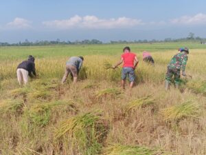 Kolaborasi Babinsa Jajaran Kodim 1307/Poso dan Petani, Raih Kedaulatan Pangan