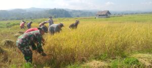 Kolaborasi Babinsa Jajaran Kodim 1307/Poso dan Petani, Raih Kedaulatan Pangan