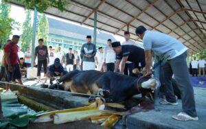 Pangdam XIV/Hsn Serahkan Puluhan Hewan Qurban, Harap Beri Kebahagiaan Pada Masyarakat Sekitar