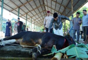 Pangdam XIV/Hsn Serahkan Puluhan Hewan Qurban, Harap Beri Kebahagiaan Pada Masyarakat Sekitar