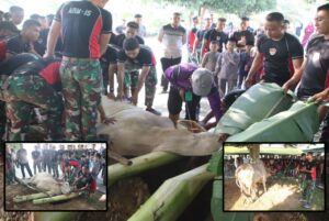 Gelar Perayaan Hari Raya Idul Adha 1444 H, Yonarmed 15/ Cailendra Bagi-Bagi Daging Qurban