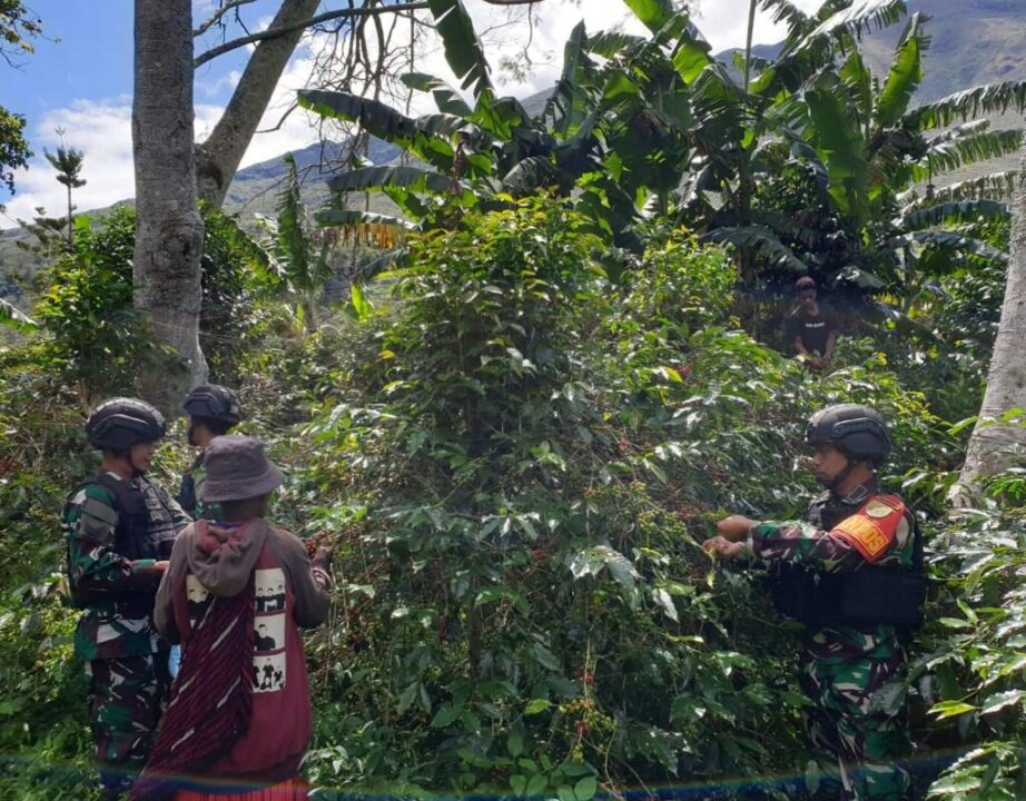 Semakin Melekat Dengan Warga, Satgas Yonif Raider 200/BN Bantu Warga Panen Kopi