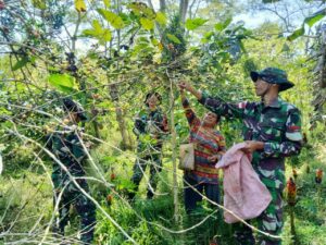 Satgas Yonif RK 744/SYB Dampingi Masyarakat di Perbatasan Panen Kopi Untuk Ekonomi yang Lebih Baik