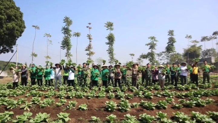 Sukseskan Ketahanan Pangan Yonarmed Kostrad Panen Raya Sayuran