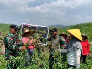 Dansatgas Yonarmed 16/TK Panen Raya Kacang Tanah di Mangkau Bersama Masyarakat