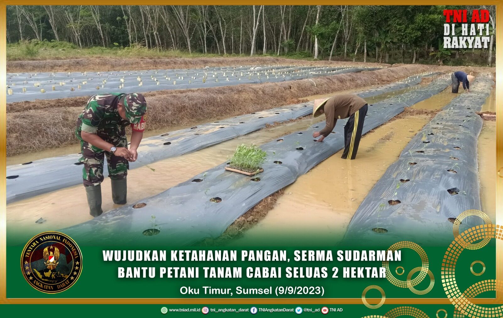 Wujudkan Ketahanan Pangan, Serma Sudarman Bantu Petani Tanam Cabai Seluas 2 Hektar
