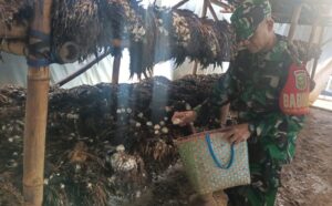 Luar Biasa Prajurit Kodim 0411/KM Wujudkan Ketahanan Pangan Dari Limbah Pohon Sawit