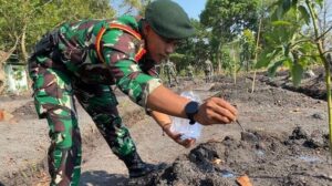 Prajurit Yonarmed 12 Kostrad Bersama-Sama Laksanakan Pemupukan Kebun Alpukat