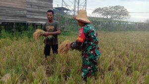 Perkuat Ketahanan Pangan, Babinsa Kodim 1002/HST Pendampingan Panen Padi