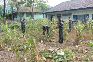 Wujudkan Ketahanan Pangan, Prajurit Yonpomad Puspomad Panen Jagung