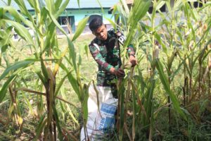 Wujudkan Ketahanan Pangan, Prajurit Yonpomad Puspomad Panen Jagung