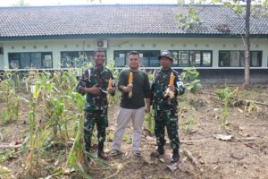 Wujudkan Ketahanan Pangan, Prajurit Yonpomad Puspomad Panen Jagung