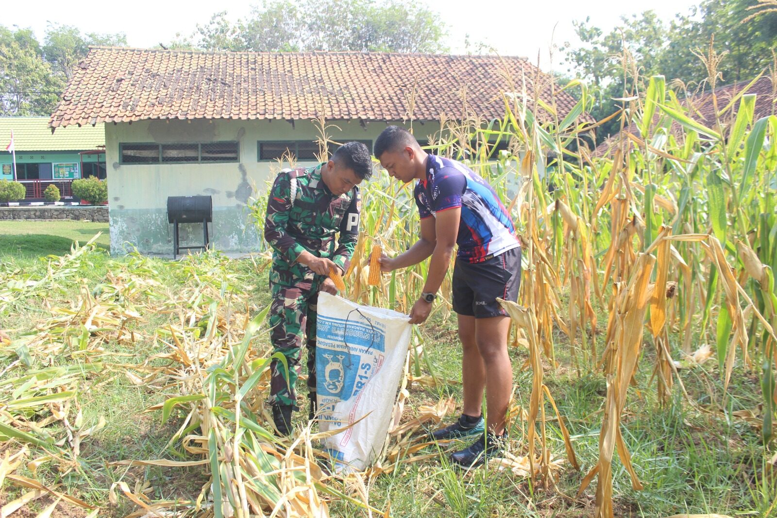 Wujudkan Ketahanan Pangan Prajurit Yonpomad Puspomad Panen Jagung