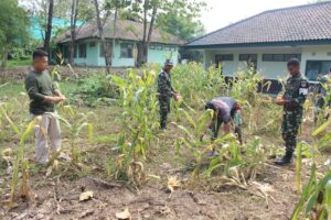 Wujudkan Ketahanan Pangan, Prajurit Yonpomad Puspomad Panen Jagung