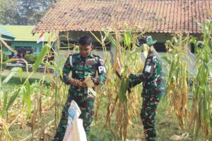 Wujudkan Ketahanan Pangan, Prajurit Yonpomad Puspomad Panen Jagung