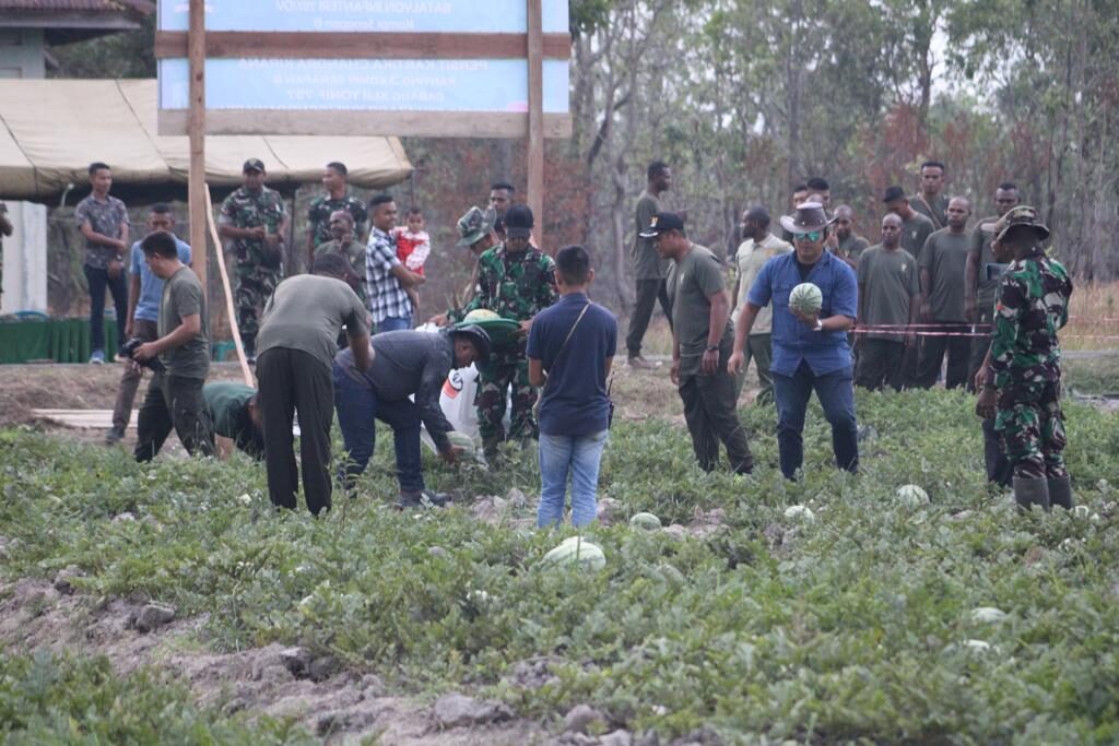 Wujudkan Ketahanan Pangan, Danyonif 757/Ghupta Vira Panen Buah Semangka ...