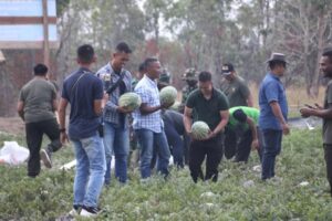 Wujudkan Ketahanan Pangan, Danyonif 757/Ghupta Vira Panen Buah Semangka Di Lahan Kebun Kompi Senapan B