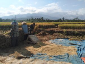 Jaga Ketahanan Pangan Kodim 0421/LS Bantu Petani Panen Padi