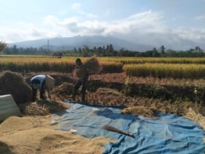 Jaga Ketahanan Pangan Kodim 0421/LS Bantu Petani Panen Padi