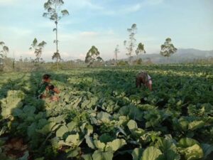 Satjar Divif 1 Kostrad Terus Galakkan Program Ketahanan Pangan Bersama Masyarakat