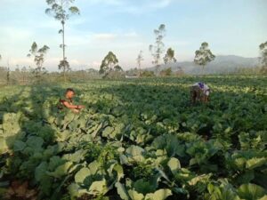 Satjar Divif 1 Kostrad Terus Galakkan Program Ketahanan Pangan Bersama Masyarakat