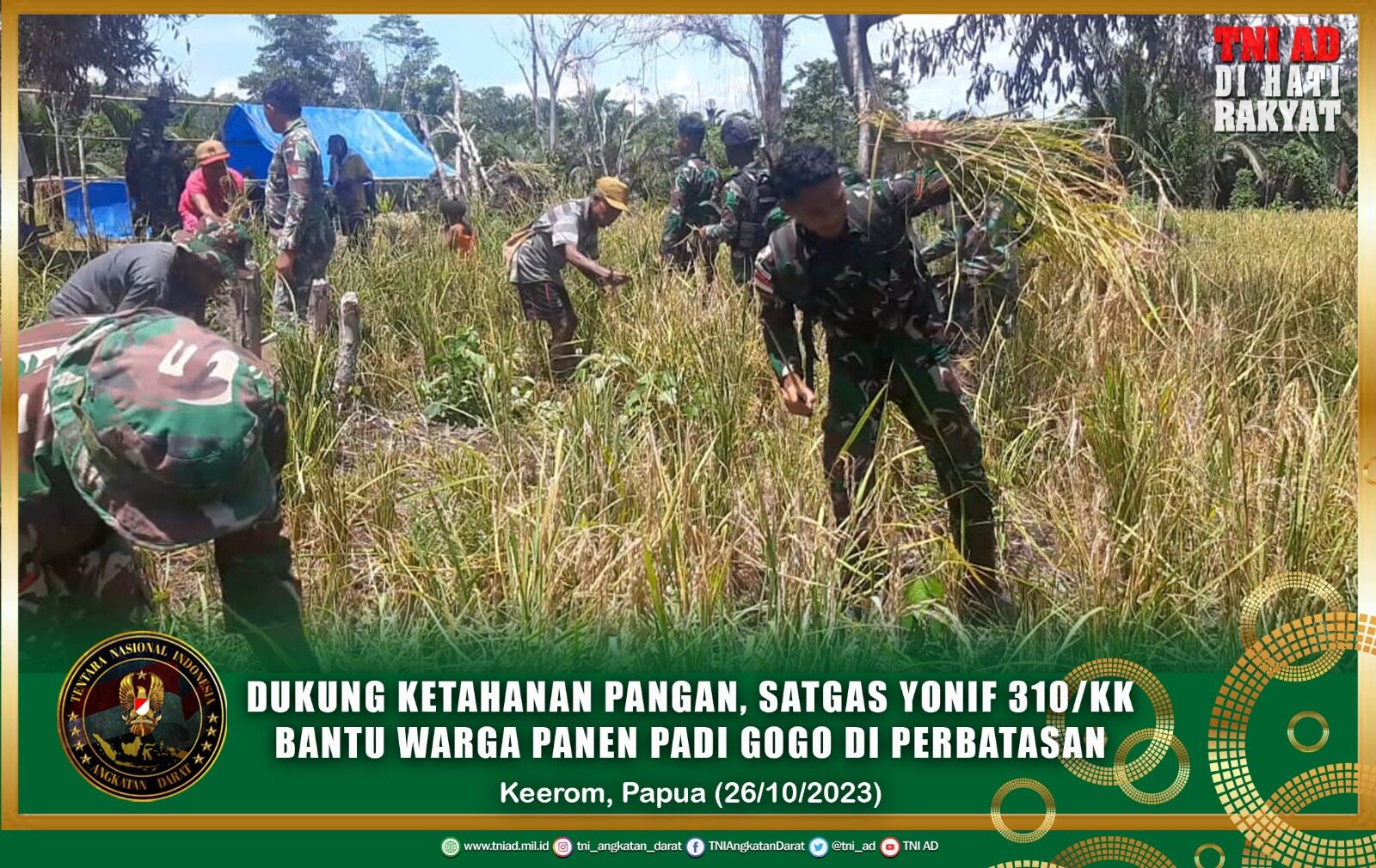 Dukung Ketahanan Pangan, Satgas Yonif 310/KK Bantu Warga Panen Padi Gogo di Perbatasan