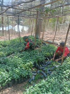 Jalin Hubungan Emosional Dengan Warga, Pos Inbate Membantu Pembibitan Di Kelompok Tani