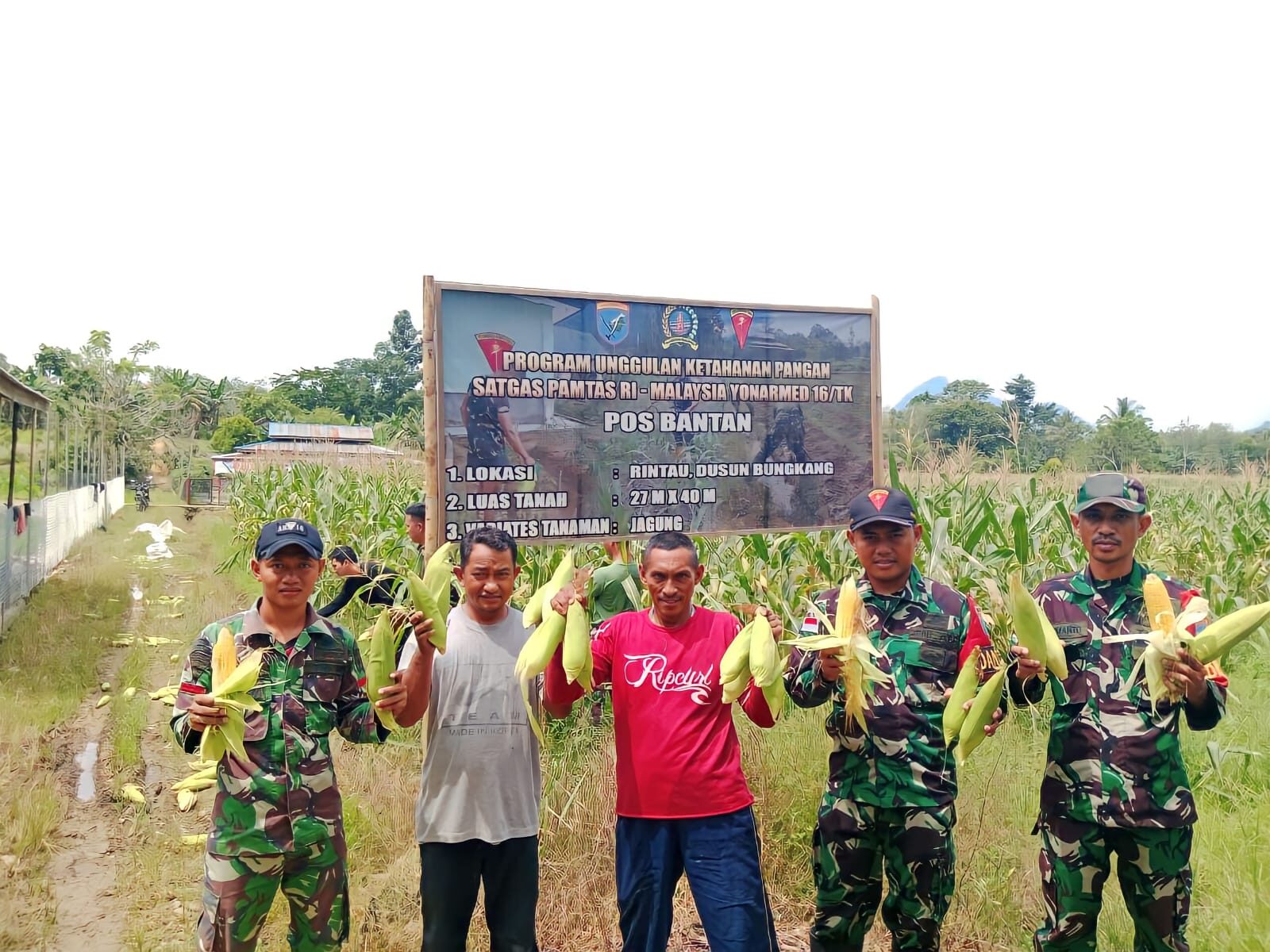 Satgas Pamtas Yonarmed 16/TK Panen Jagung Bersama Masyarakat di Lahan Yang Dikelola Satgas