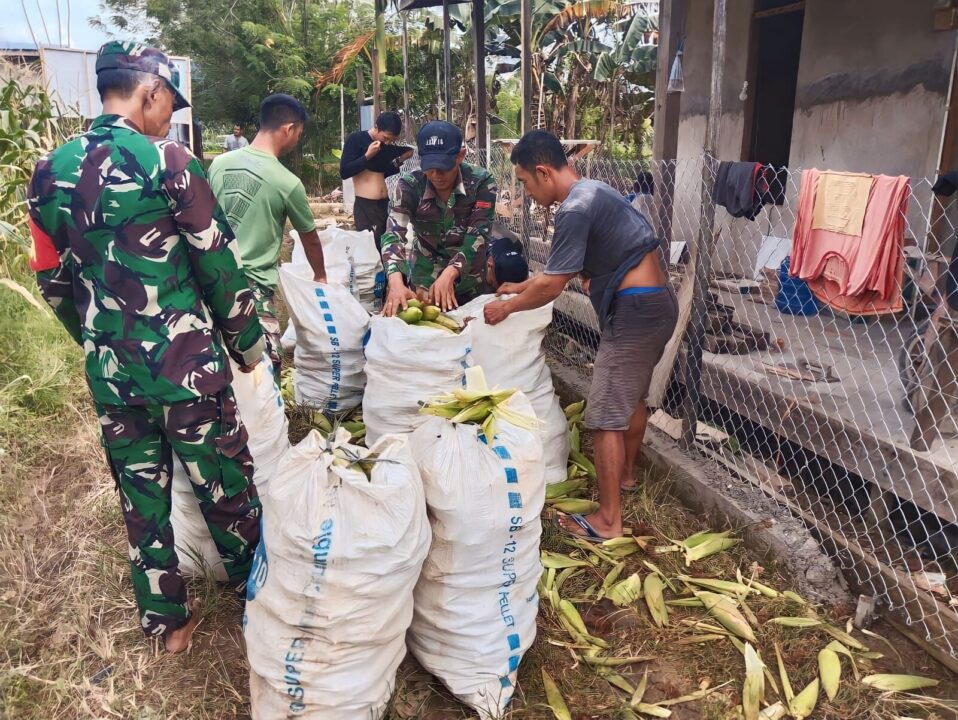 Satgas Pamtas Yonarmed 16/TK Panen Jagung Bersama Masyarakat di Lahan Yang Dikelola Satgas