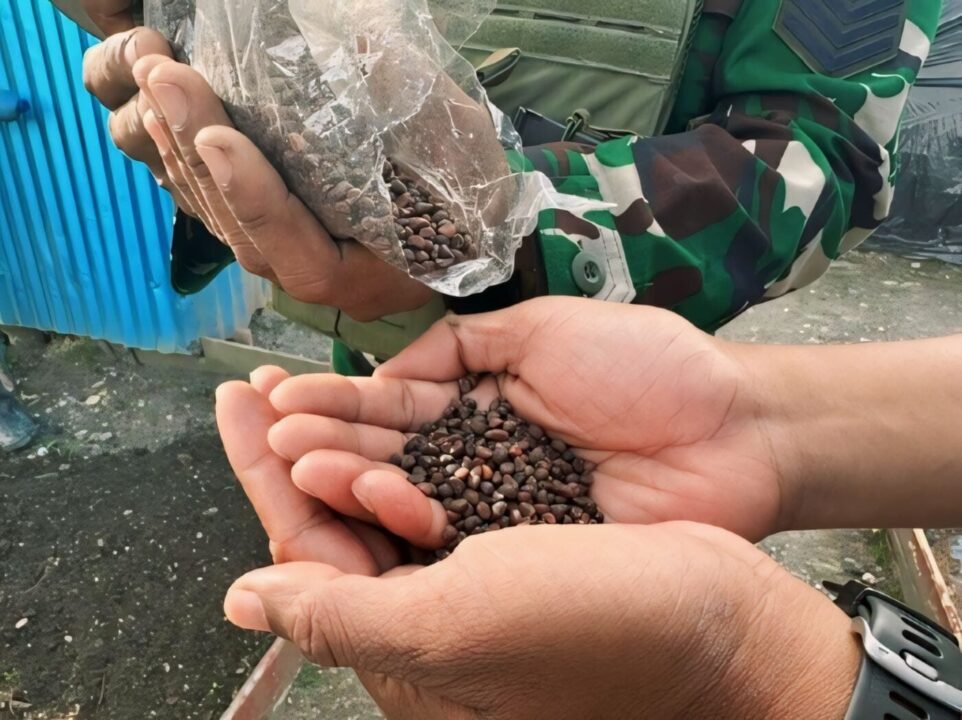 Satgas Yonif 509 Kostrad Tanam Sayur dan Tabur Benih Ikan Lele Untuk Warga Papua