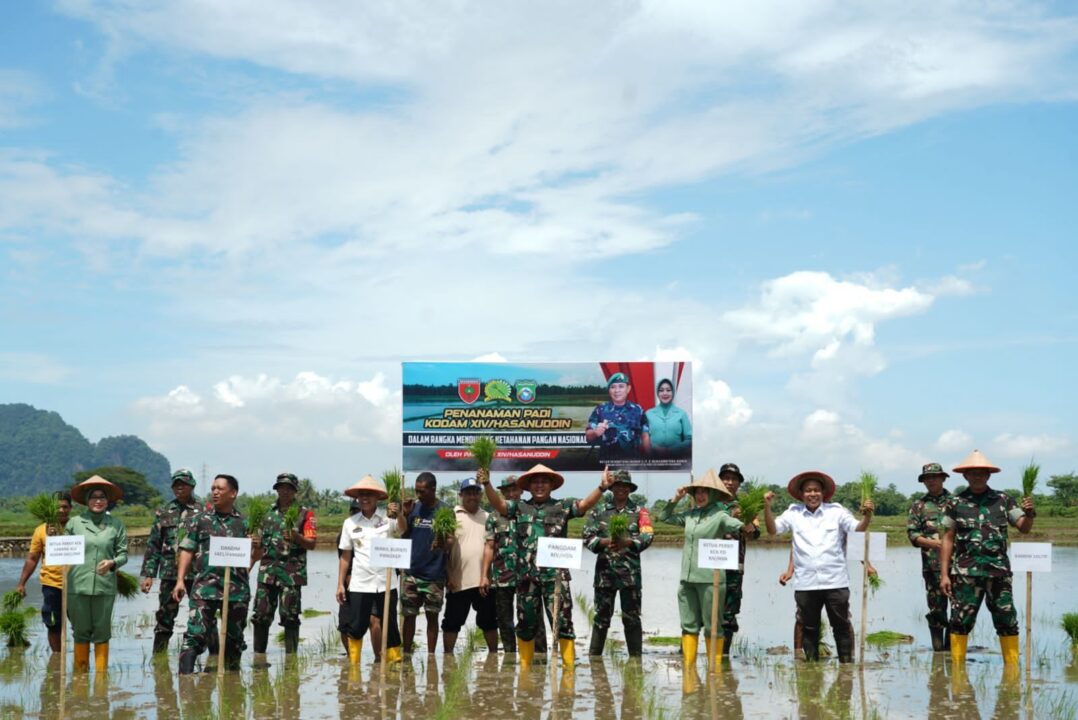 Dukung Program Ketahanan Pangan Nasional, Kodam XIV/Hsn Gelar Panen Raya Penanaman Padi dan Jagung Secara Serentak