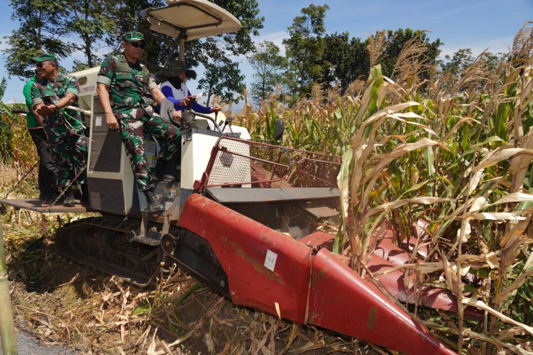 Dorong Ketahanan Pangan: TNI AD Panen Raya Jagung di Majalengka