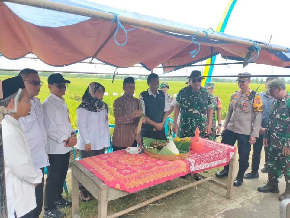 Jaga Ketahanan Pangan, TNI Kawal Program Penyerapan Gabah Petani