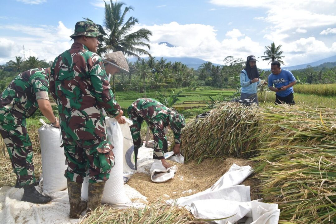 Kodim Wonosobo dan Bulog Turun Langsung ke Sawah, Serap Gabah Petani Demi Kesejahteraan