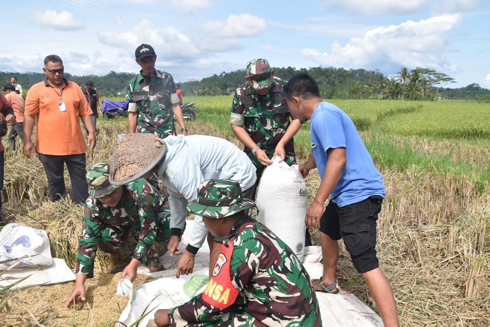 Kodim Wonosobo dan Bulog Turun Langsung ke Sawah, Serap Gabah Petani Demi Kesejahteraan