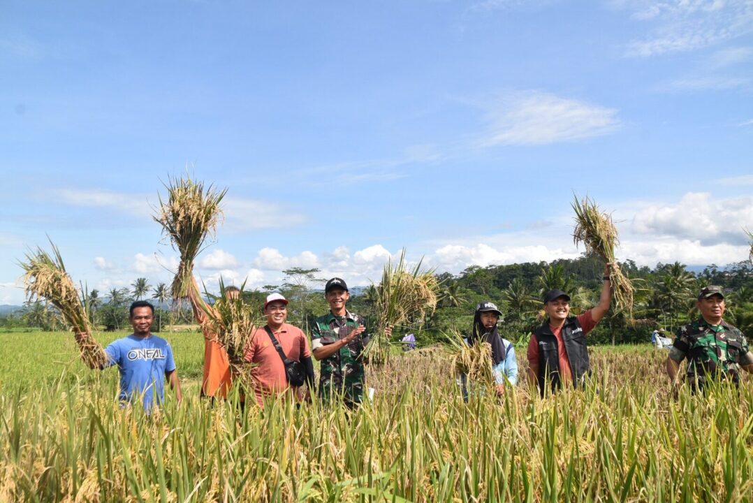 Kodim Wonosobo dan Bulog Turun Langsung ke Sawah, Serap Gabah Petani Demi Kesejahteraan