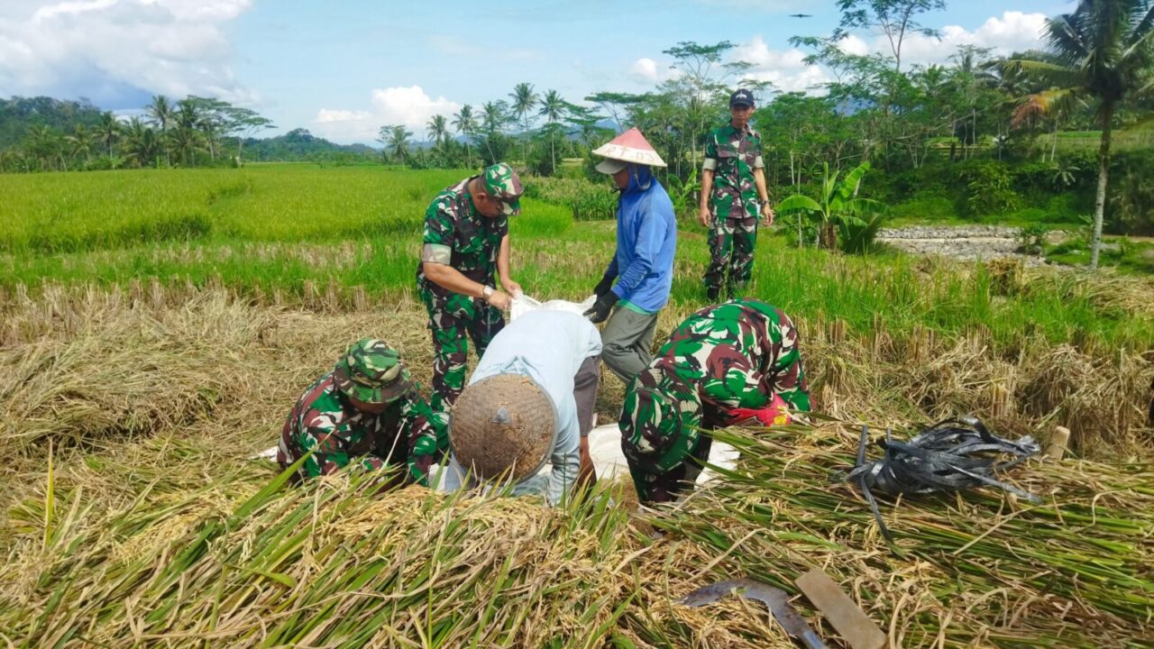 Kodim Wonosobo dan Bulog Turun Langsung ke Sawah, Serap Gabah Petani Demi Kesejahteraan