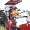 Dukung Ketahanan Pangan Nasional, Pangdam XV/Pattimura Ikut Panen Padi di Pulau Buru