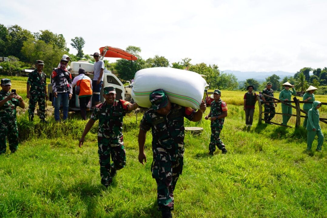 Panen Raya Padi Bersama TNI AD, Pangdam IX/Udayana : Langkah Menuju Kesejahteraan Petani