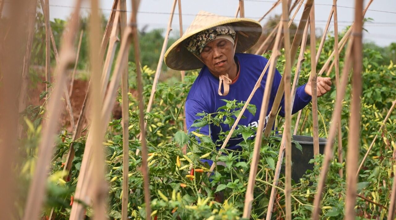 Kasad: Agroforestry Dorong Kesejahteraan Petani dan Ketahanan Pangan Nasional