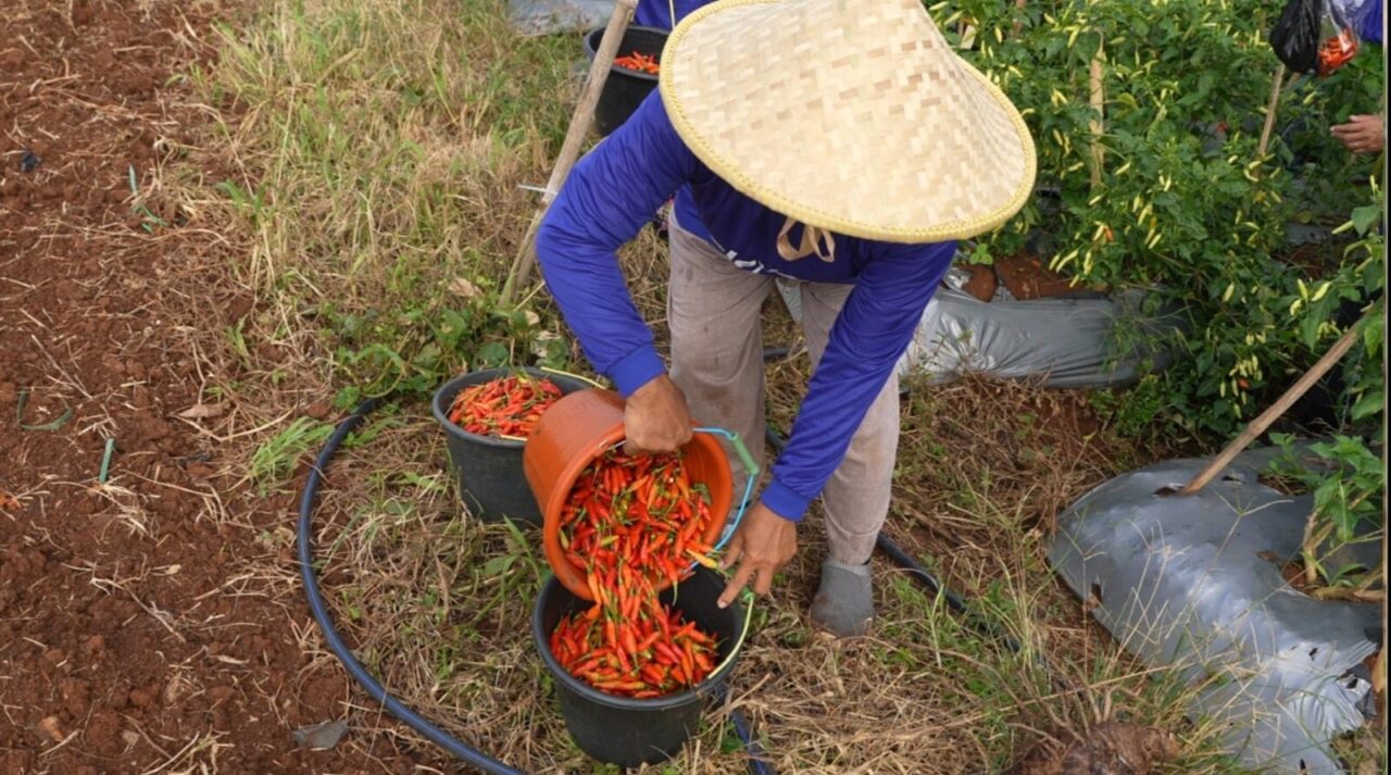 Kasad: Agroforestry Dorong Kesejahteraan Petani dan Ketahanan Pangan Nasional