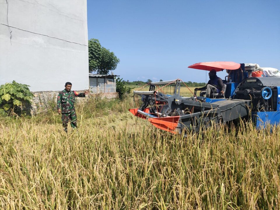 Babinsa Bersama Petani, Menjaga Pangan dan Menguatkan Negeri